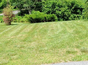 Catherine H.'s lawn maintenance service result
