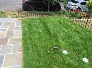 Steven L.'s lawn care services service result