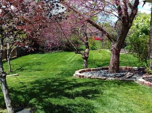 Denise M.'s turf maintenance service result