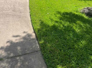 Lisa S.'s turf care service result