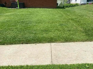 Andy S.'s grass cutting service result
