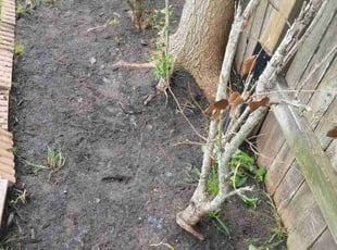 Blake B.'s Leaf Removal service result