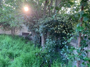 Karen M.'s Bush Trimming service result