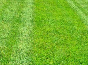 Audra W.'s lawn service service result