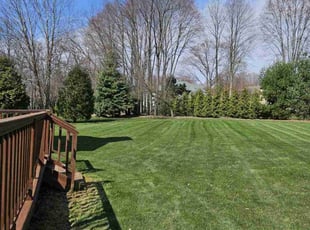 Gesu S.'s turf maintenance service result