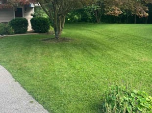 Jonathan L.'s grass cutting service result