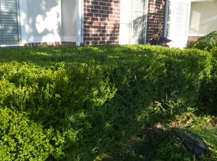 Gayle G.'s Bush Trimming service result