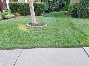 Nichele W.'s turf maintenance service result