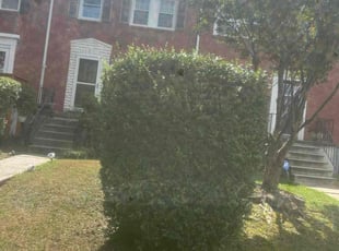 Diana T.'s Bush Trimming service result