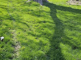 Sheniqua L.'s yard service service result