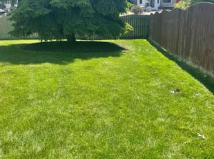 Ahmad H.'s turf care service result