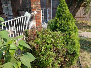 Audrey O.'s Bush Trimming service result