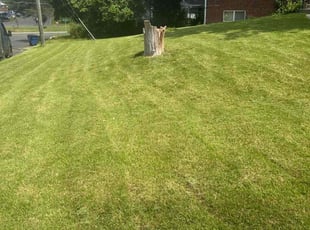 Chermaine M.'s grass maintenance service result