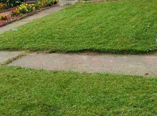 Cheryl E.'s grass maintenance service result