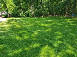 Al M.'s lawn care services service result