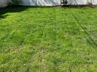 Marc M.'s grass maintenance service result
