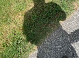 Cynthia H.'s turf care service result
