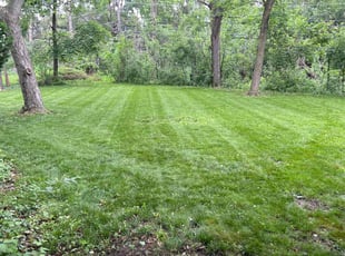 Patrick L.'s lawn service service result