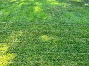 Matt H.'s turf maintenance service result