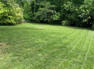 Christopher P.'s grass maintenance service result