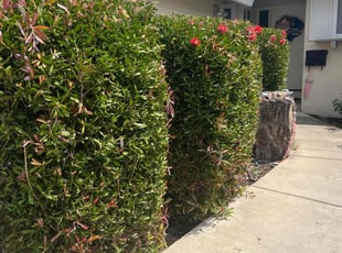 Shemeka R.'s Bush Trimming service result