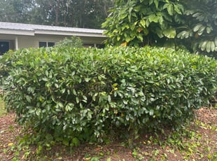 Sean M.'s Bush Trimming service result