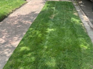 Melba M.'s lawn care services service result