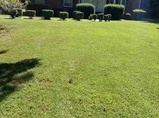 Miranda C.'s grass cutting service result