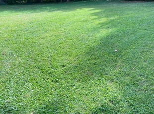 Ike O.'s lawn maintenance service result