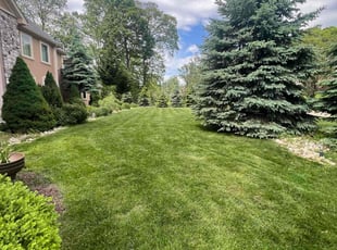 Madison G.'s turf care service result