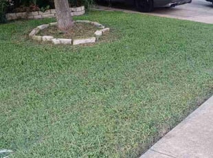 Kimberley P.'s yard care service result