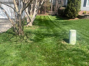 Samantha E.'s turf care service result