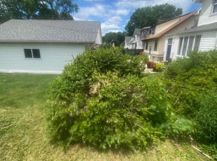 Shawn C.'s Bush Trimming service result