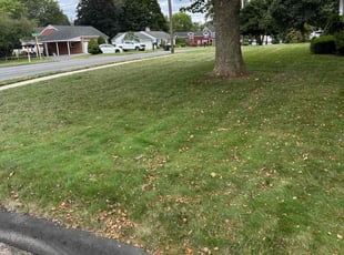 Andres S.'s lawn care service result