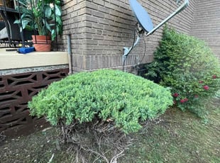 Adam B.'s Bush Trimming service result