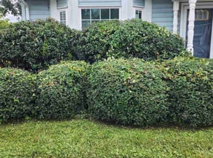 Griselda N.'s Bush Trimming service result