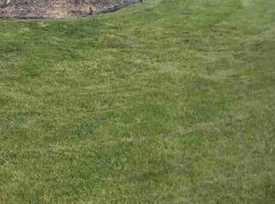 Gina R.'s turf maintenance service result