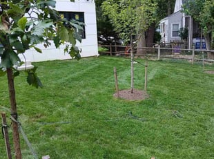 Ashley B.'s grass cutting service result