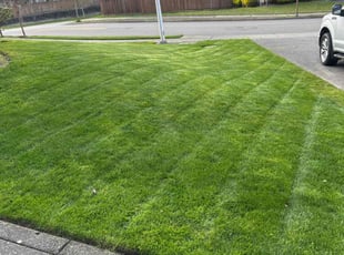 Amber S.'s lawn service service result