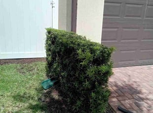 Adrienne S.'s Bush Trimming service result
