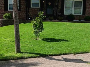 Tim W.'s grass maintenance service result