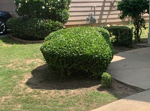 Christa A.'s Bush Trimming service result