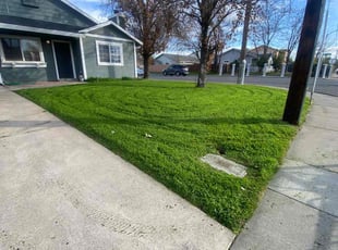 Melissa R.'s turf care service result