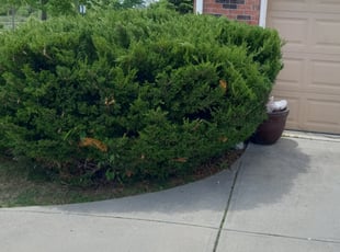Yvonne P.'s Bush Trimming service result