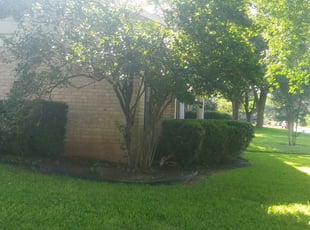 Tena B.'s Bush Trimming service result