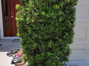 Daphne K.'s Bush Trimming service result