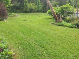 Rodrigo L.'s turf maintenance service result