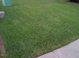 Telisa Y.'s turf care service result