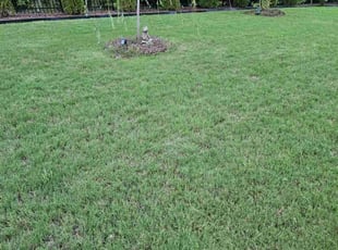 Money L.'s lawn care service result