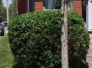 Keila G.'s Bush Trimming service result
